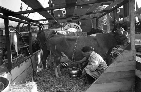 Admiral Byrd’s Cows