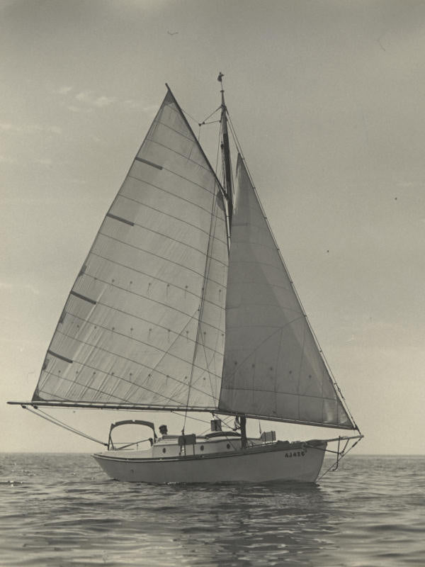 Dolly Varden